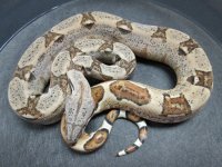 Hypo h Ghost M.jpg