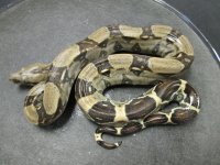 Columbian Boa.jpg