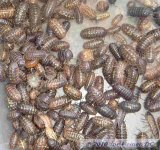 pillbugs1.jpg