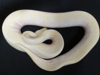Albino Spider M.jpg