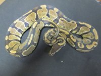 h Albino F1.jpg