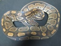 h Albino F2.jpg