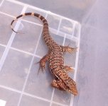 Red Tegu .jpg