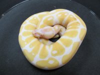 Albino F2.jpg