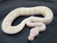Albino F1.jpg