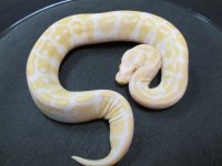 Albino F3.jpg