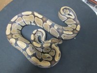h Hypo F1.jpg