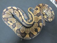h Hypo F2.jpg