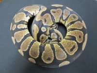 Yellowbelly F.jpg