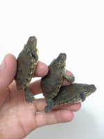 cuban slider sale 2.jpg