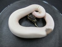 poss Leopard Pied M.jpg