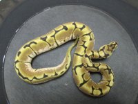 Spider h Albino F.jpg