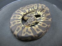 Pastel Leopard h Pied M.jpg