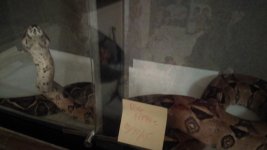 IMAG0459.jpg