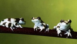 Milk frogs 3.jpg Milk frogs 3.jpg