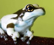 Milk Frog 1crop.jpg Milk Frog 1crop.jpg