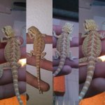 fauna 5.jpg