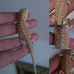 fauna 6.jpg