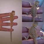 fauna 7.jpg