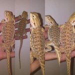 fauna 2.jpg