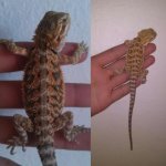 fauna 4.jpg