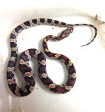 Okeetee Female1.jpg