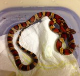 Okeetee Female2.jpg