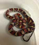Okeetee Male 1.jpg
