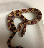 Okeetee Male2.jpg