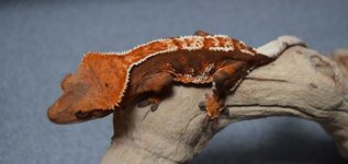 Orange female (1).jpg