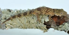 CeTu0719(baby agricolae).jpg