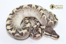15BambooM17-75g $1000 behind $850.jpg