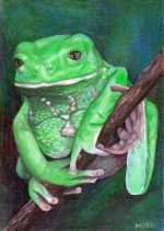 tree_frog.jpg