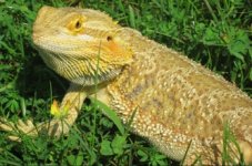 drago2.jpg