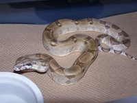 Ghost%20Het%20Moonglow%20Female%201.jpg
