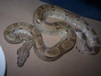 Ghost%20Het%20Moonglow%20Female%202.jpg