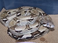 Anery%2520Het%2520Snow%2520Male%25204.jpg
