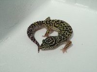 Leopard pics for show 014.jpg