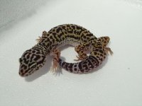 Leopard pics for show 018.jpg