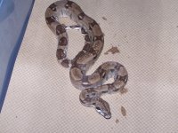 Ghost%20Het%20Moonglow%20Male%201.jpg