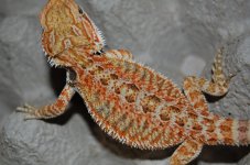 DSC_0012.jpg
