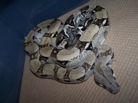 Anery%2520Het%2520Snow%2520Female%25201.jpg