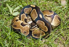 2007 Yellow Belly Male.jpg