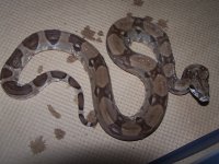 Ghost%20Het%20Moonglow%20Male%202.jpg