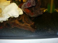 frog 024.jpg