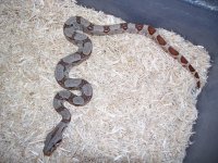 F2010Hypo1.JPG