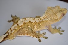 DSC_0033.jpg