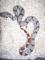 F2010Hypo2.JPG