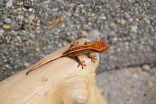 DSC_0052.jpg