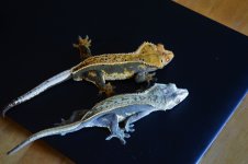 DSC_0244.jpg